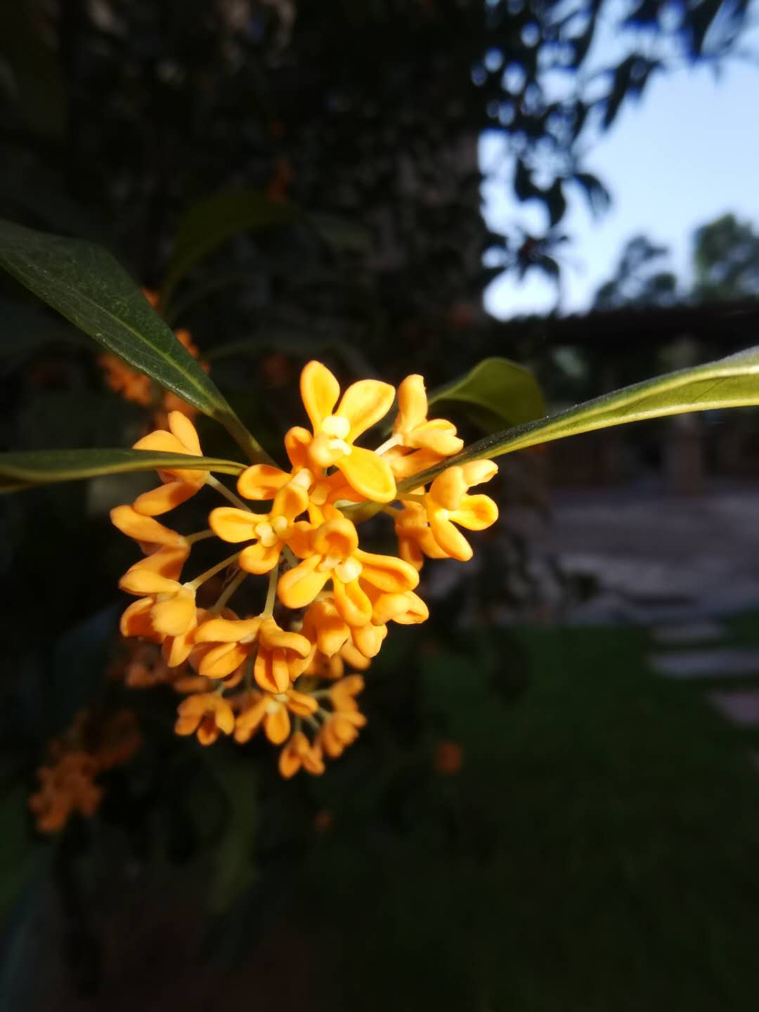 秋天的桂花