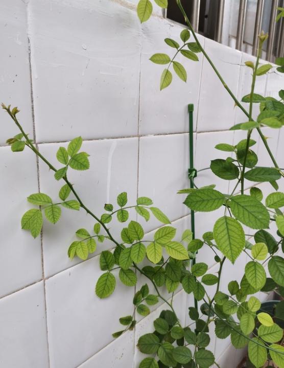 想促分枝上面的花苞要不要先剪掉?