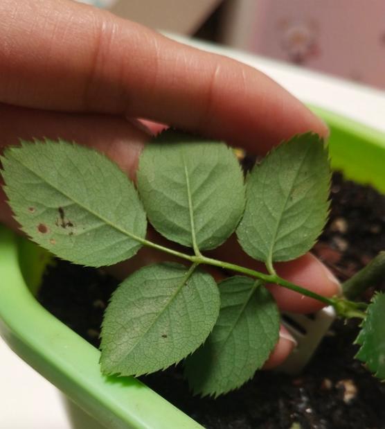 杀虫药可以和多菌灵一起用吗?