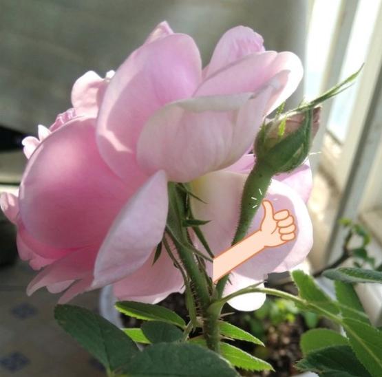 想种食用玫瑰自己泡茶喝,大马士革平阴花也可以食用吗?
