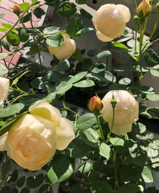 沃勒顿老庄园月季勤花吗?香吗?