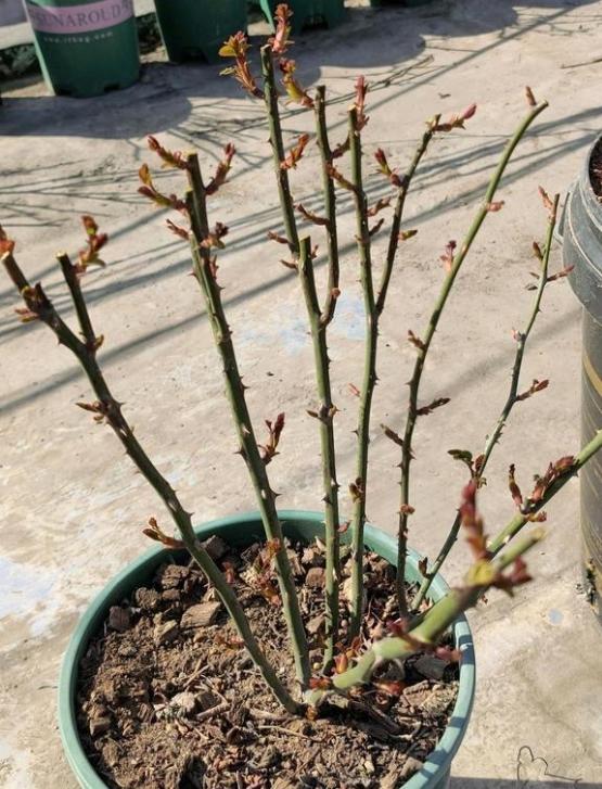 福建这边什么时候适合修剪有利于春花呢?