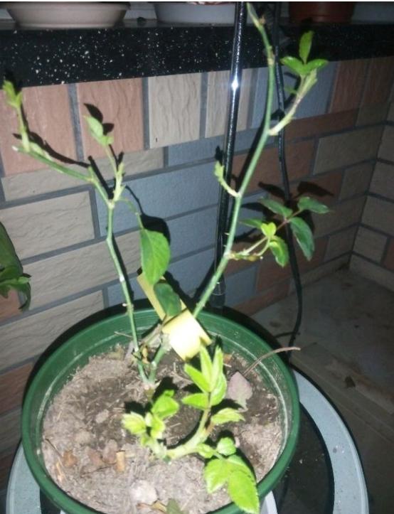 月季侧盆出笋后,什么时候把盆扶正?横拉出笋后,要把横拉枝条松绑吗?