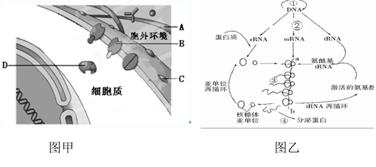 遺傳信息的轉錄和翻譯