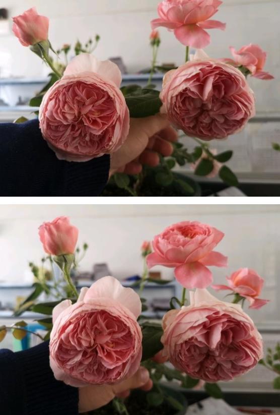 夏日花火月季花多大呢?勤花耐开吗?