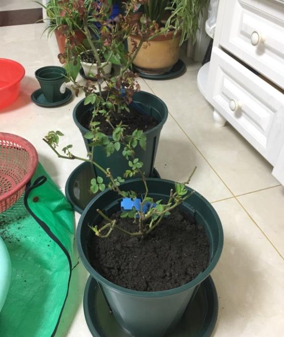 已埋了爱丽丝的牛粪,再➕半个盆面羊粪蛋,花10灌根,不会肥害吗?