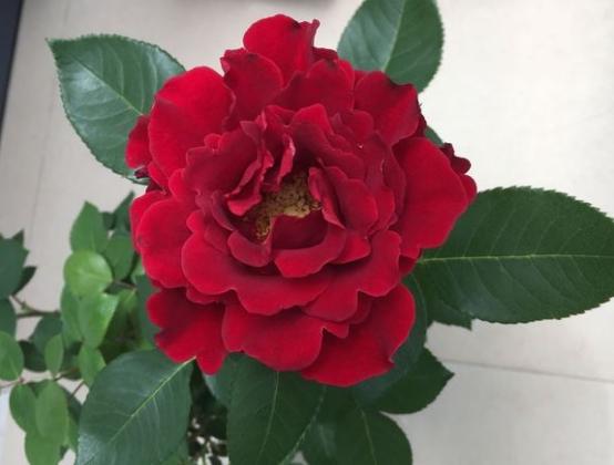 纪念芭芭拉/致敬芭芭拉月季花有多大?