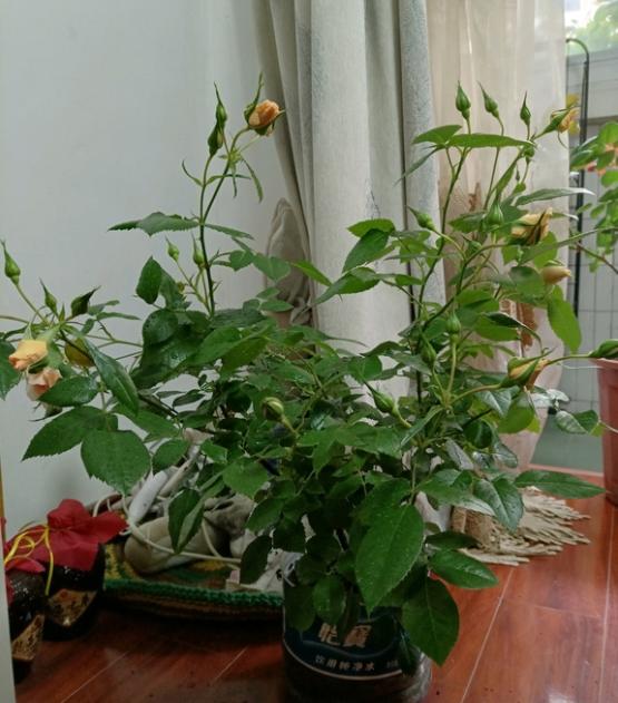 月季雪纺礼服丰花多头、香味好闻
