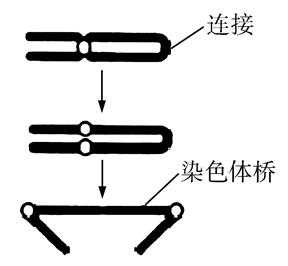 染色单体的形成图片