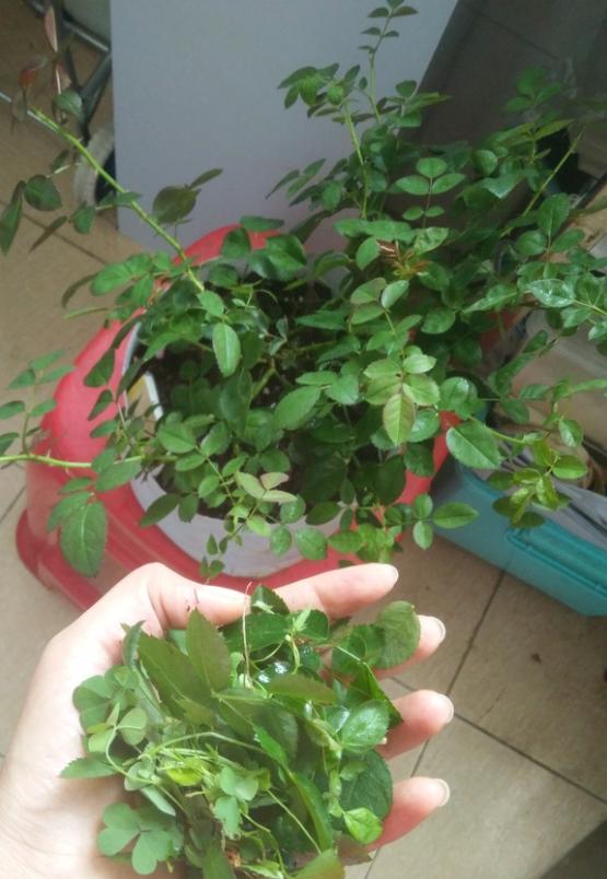 要是有地有露台有好环境,谁愿意把花塞在小阳台啊