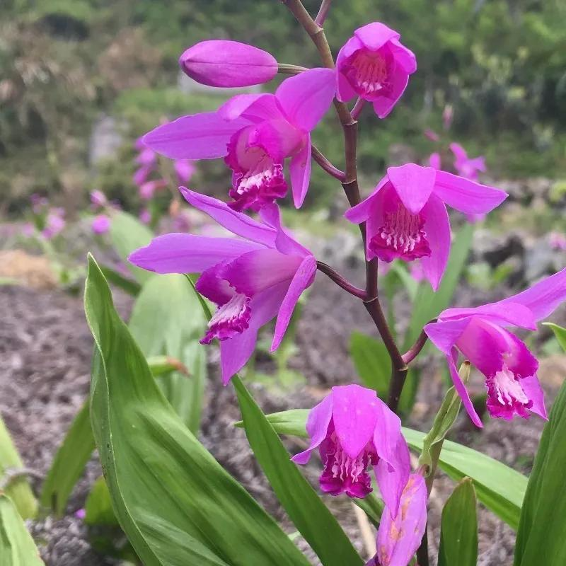 园艺花卉——朱兰简介及欣赏