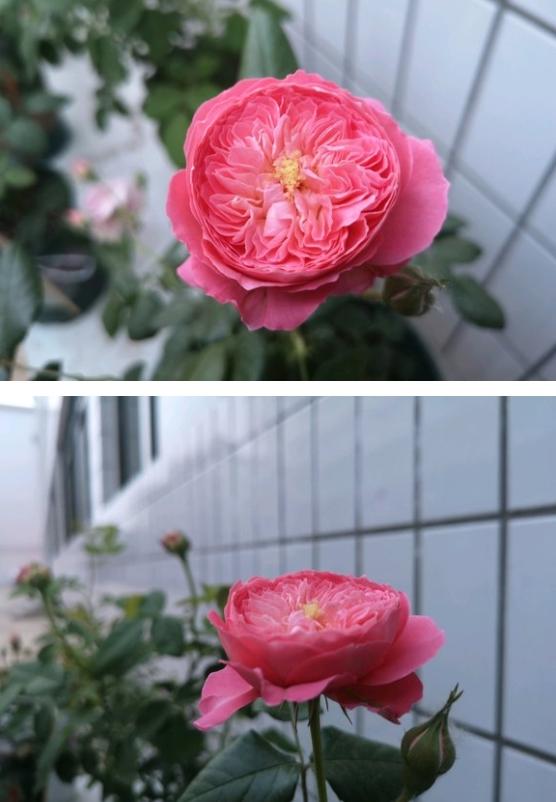 夏日花火月季花多大呢?勤花耐开吗?
