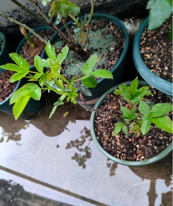 有机肥料和化肥选哪个好?