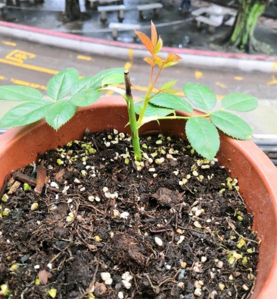 月季枝条插在花盆一个多月，是不是可以确定成活？还要移盆假植吗？