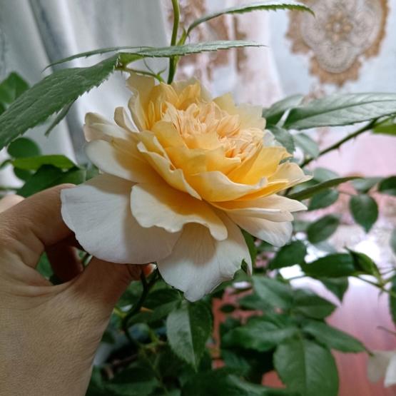 月季雪纺礼服丰花多头、香味好闻