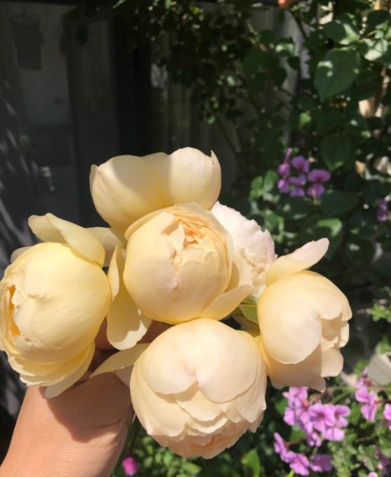 沃勒顿老庄园月季勤花吗?香吗?