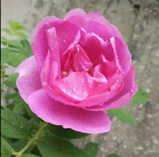 想种食用玫瑰自己泡茶喝，大马士革平阴花也可以食用吗？