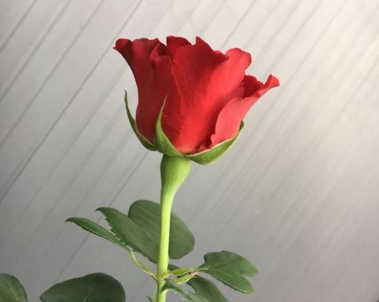 纪念芭芭拉/致敬芭芭拉月季花有多大?