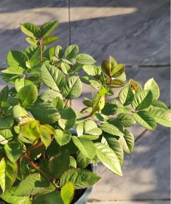打算以后一月喷一次治月季红蜘蛛的药
