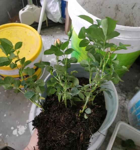 一盆多棵的月季小苗分盆种还是怎么弄?