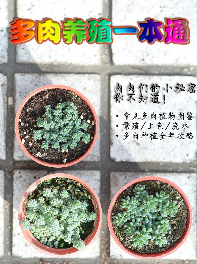 多肉植物养殖一本通写出江湖 多肉植物养殖一本通全文阅读 百度阅读