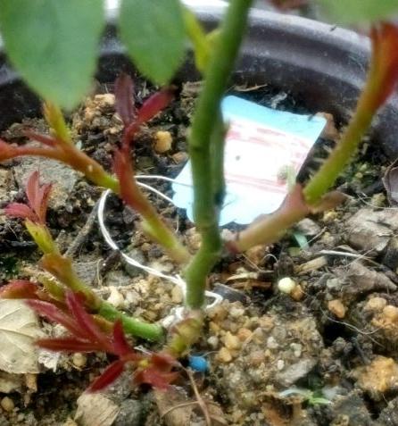 摘掉月季底部叶子会底部发芽吗?