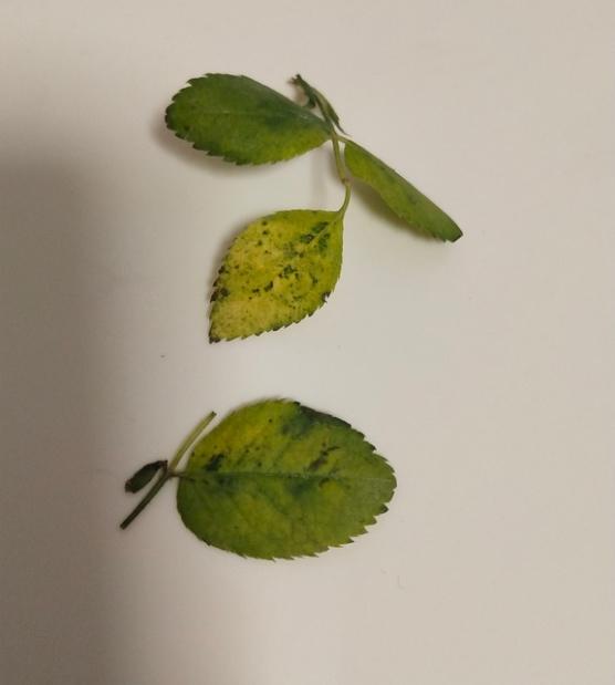 杀虫药可以和多菌灵一起用吗?