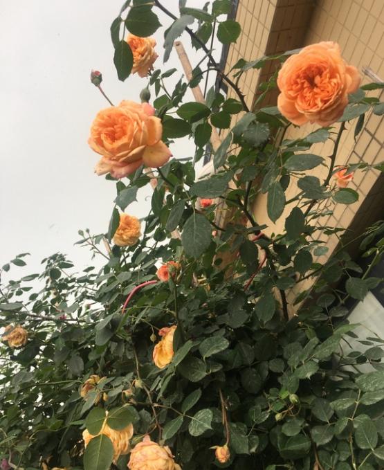 蜂蜜焦糖月季勤花 丰花 抗病 花期长 就是花小,春天还可以