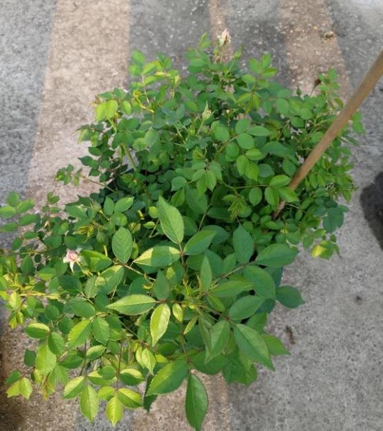 我打算用暴雨消灭红蜘蛛