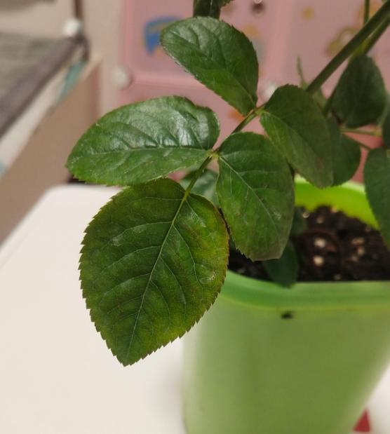 杀虫药可以和多菌灵一起用吗?