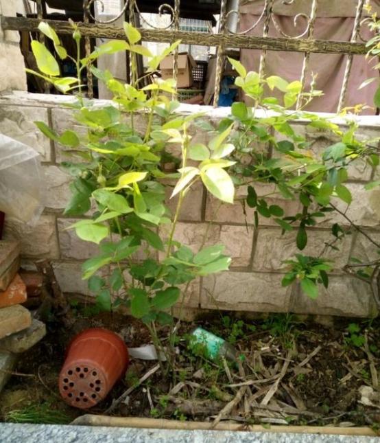 月季花只在新发出的枝条上开花,所以花后一定要剪枝