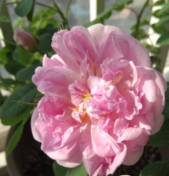 想种食用玫瑰自己泡茶喝，大马士革平阴花也可以食用吗？