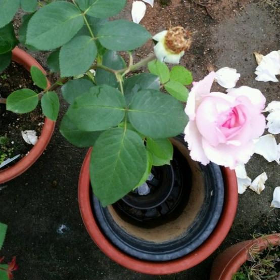 推荐几个淡粉色伊芙月季