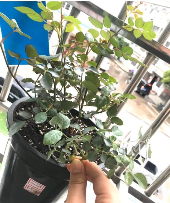 月季盆边发现几只小黑飞,原来是之前鸡粪埋浅了
